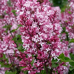 Сирень Мейера 'Тинкербелл' (вишневая)